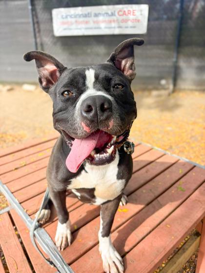 Bier Haus thumbnail 4