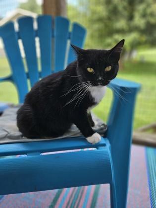 Sweet Pea, Adoptable, Young Female Domestic Medium Hair & Domestic Short Hair.