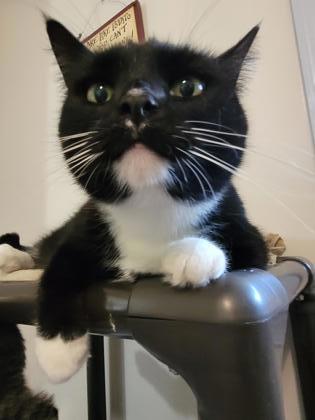 Enlarge Sweet Pea, a Adoptable mixed breed in New Freedom, PA image 2/3