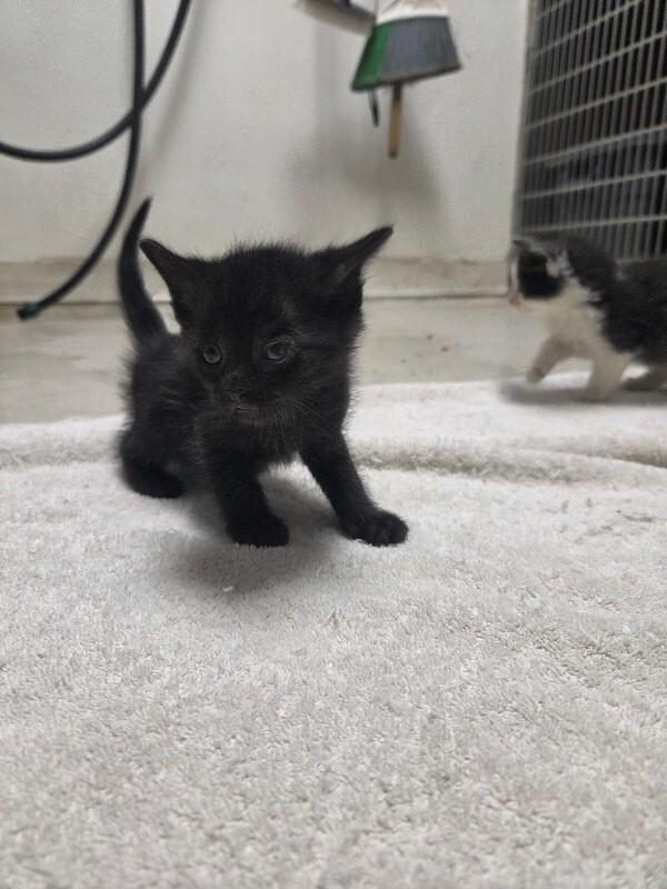 Enlarge Onyx, a Adoptable Domestic Short Hair in Bluffton, IN image 1/1