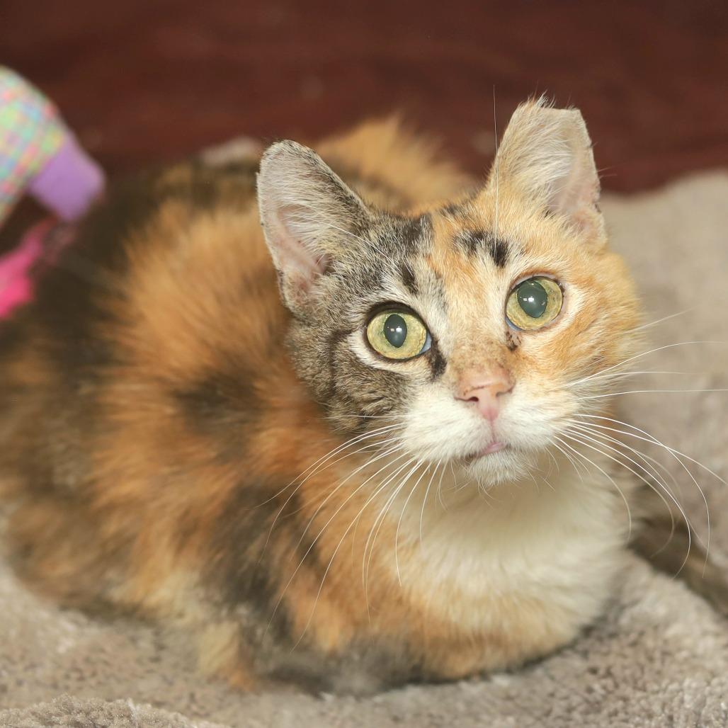 Callie, Adoptable, Adult Female Domestic Short Hair.