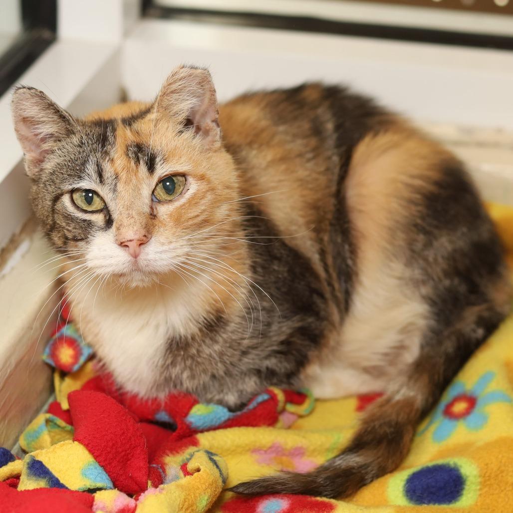 Enlarge Callie, a Adoptable Domestic Short Hair in Evansville, IN image 2/3