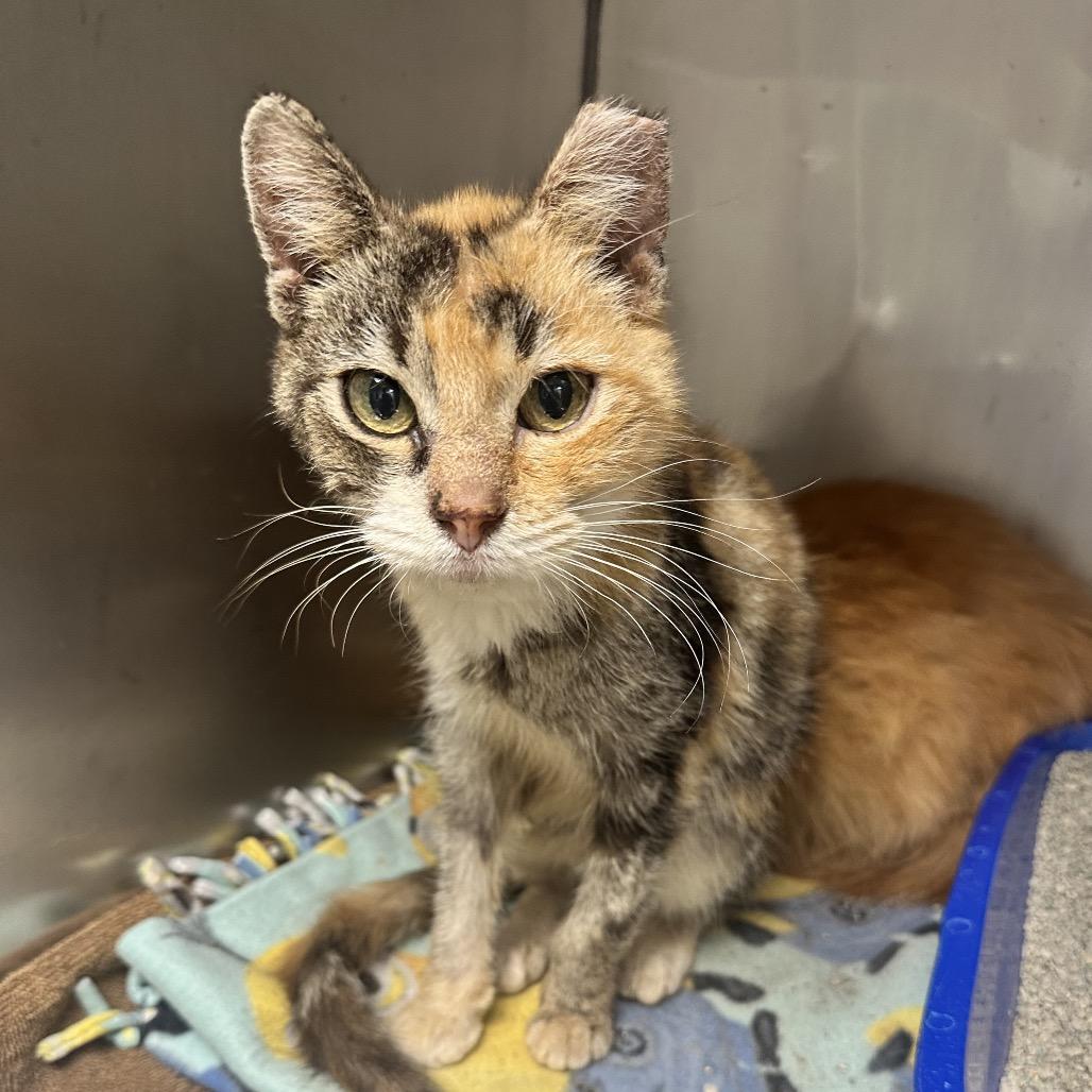 Enlarge Callie, a Adoptable Domestic Short Hair in Evansville, IN image 3/3