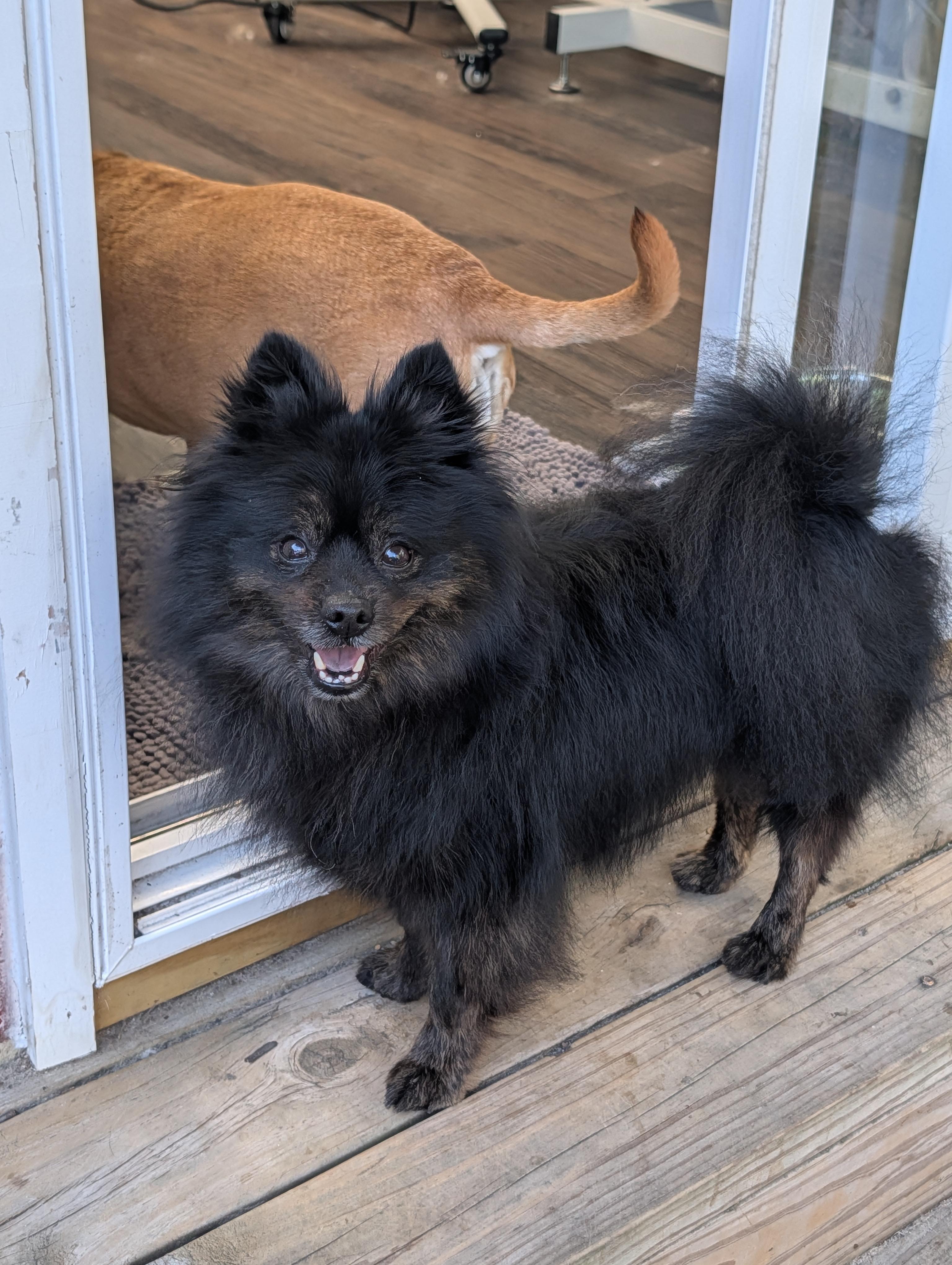 Enlarge Guinness, a Adoptable Pomeranian in Richmond, VA image 6/6