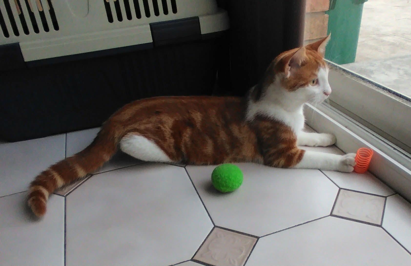 Wiley, ADOPTABLE, Young Male Domestic Short Hair.