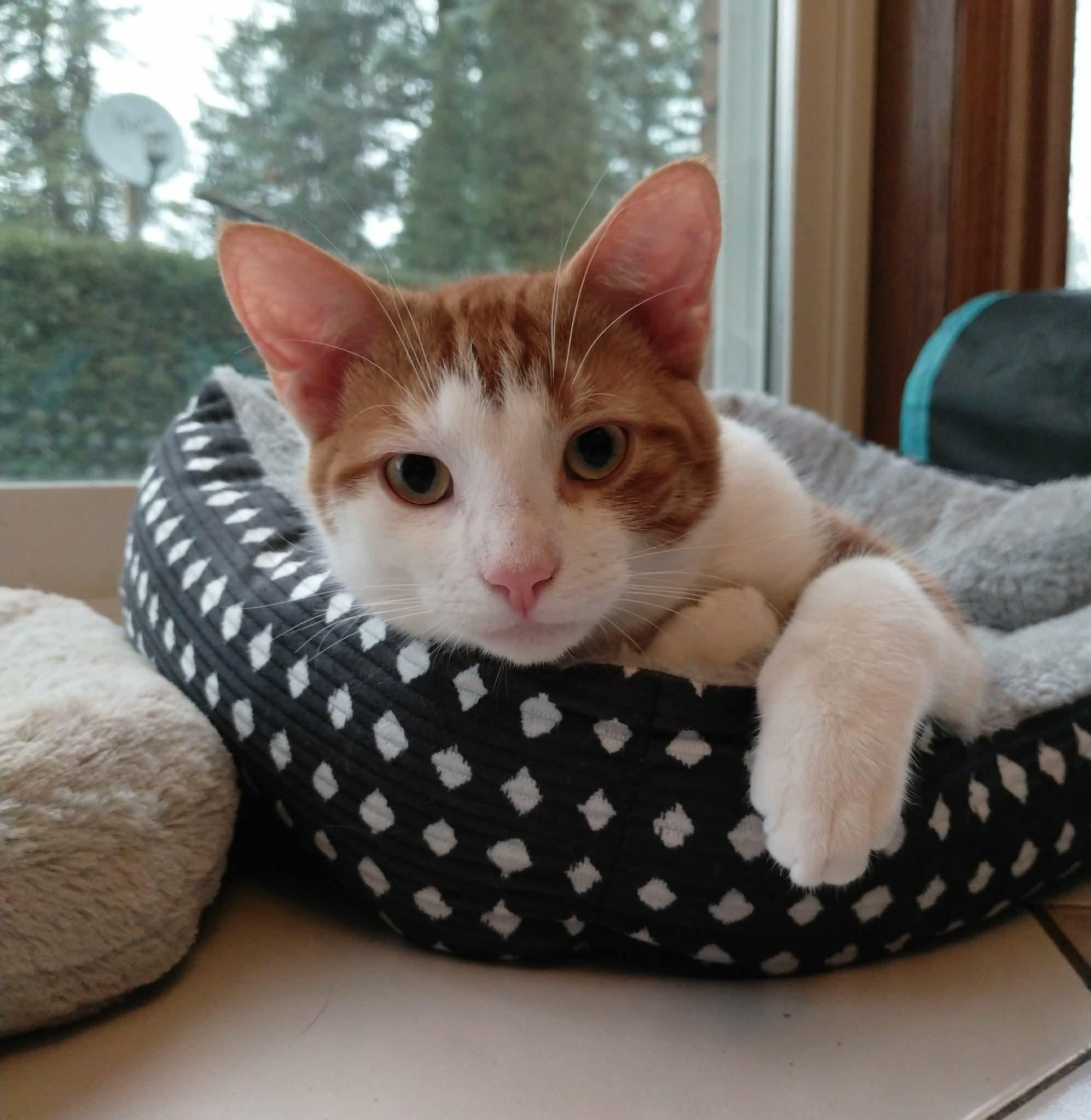 Enlarge Wiley, a ADOPTABLE Domestic Short Hair in Brantford, ON image 2/6