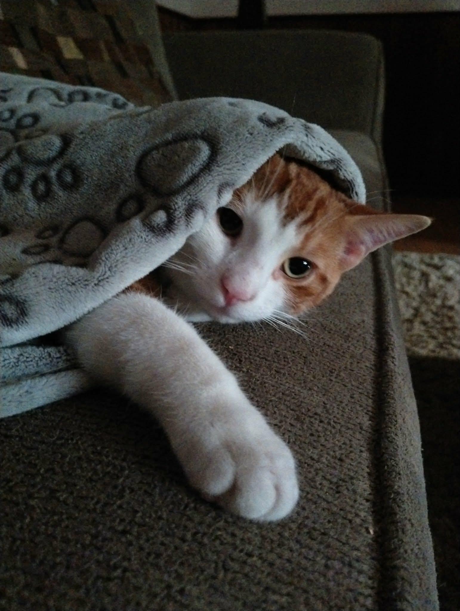 Enlarge Wiley, a ADOPTABLE Domestic Short Hair in Brantford, ON image 3/6