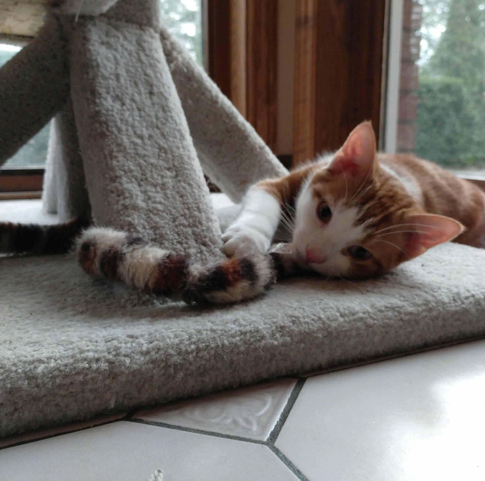 Enlarge Wiley, a ADOPTABLE Domestic Short Hair in Brantford, ON image 4/6