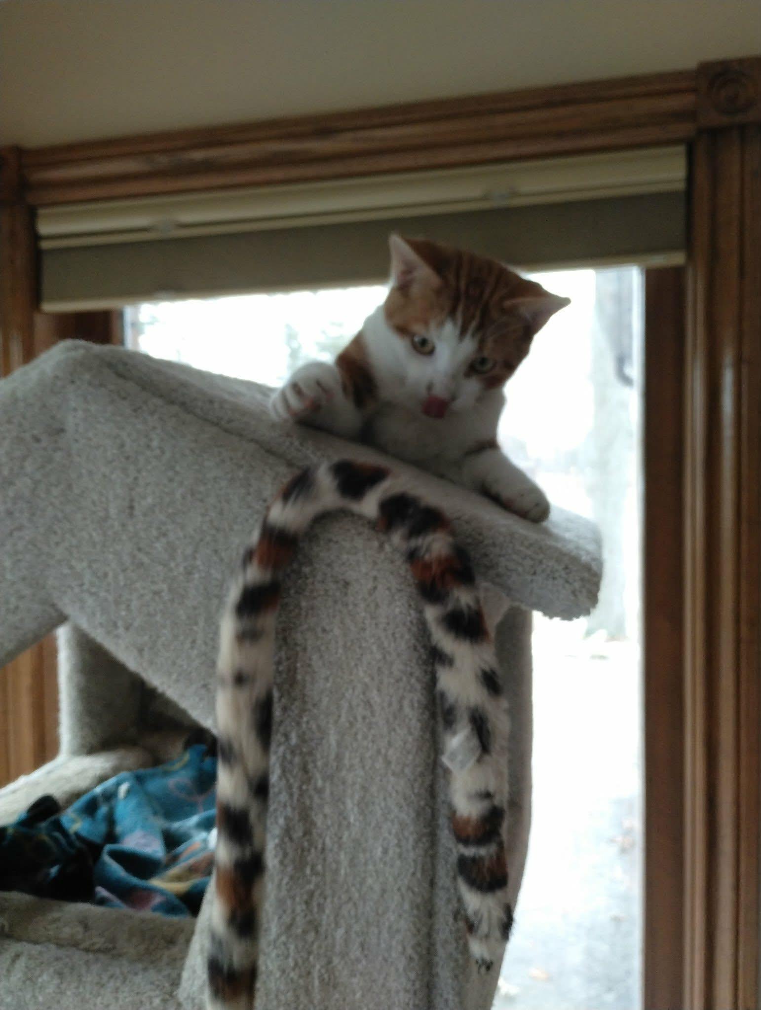 Enlarge Wiley, a ADOPTABLE Domestic Short Hair in Brantford, ON image 5/6