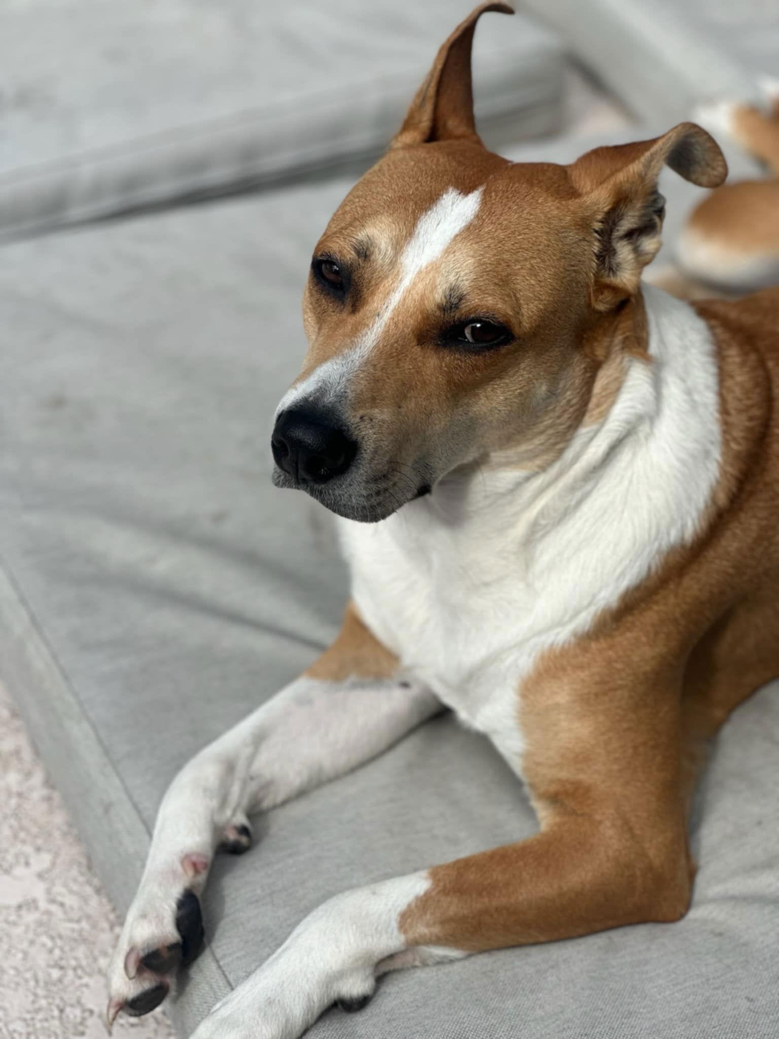 Simba, a Adoptable Carolina Dog in Sanford, FL image 1/2