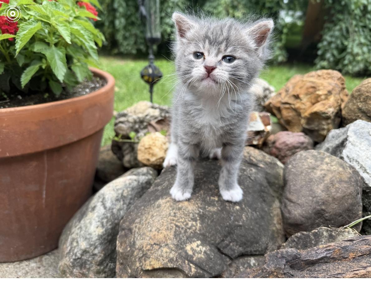 Percy, a ADOPTABLE Domestic Short Hair in Reynoldsburg, OH image 2/2