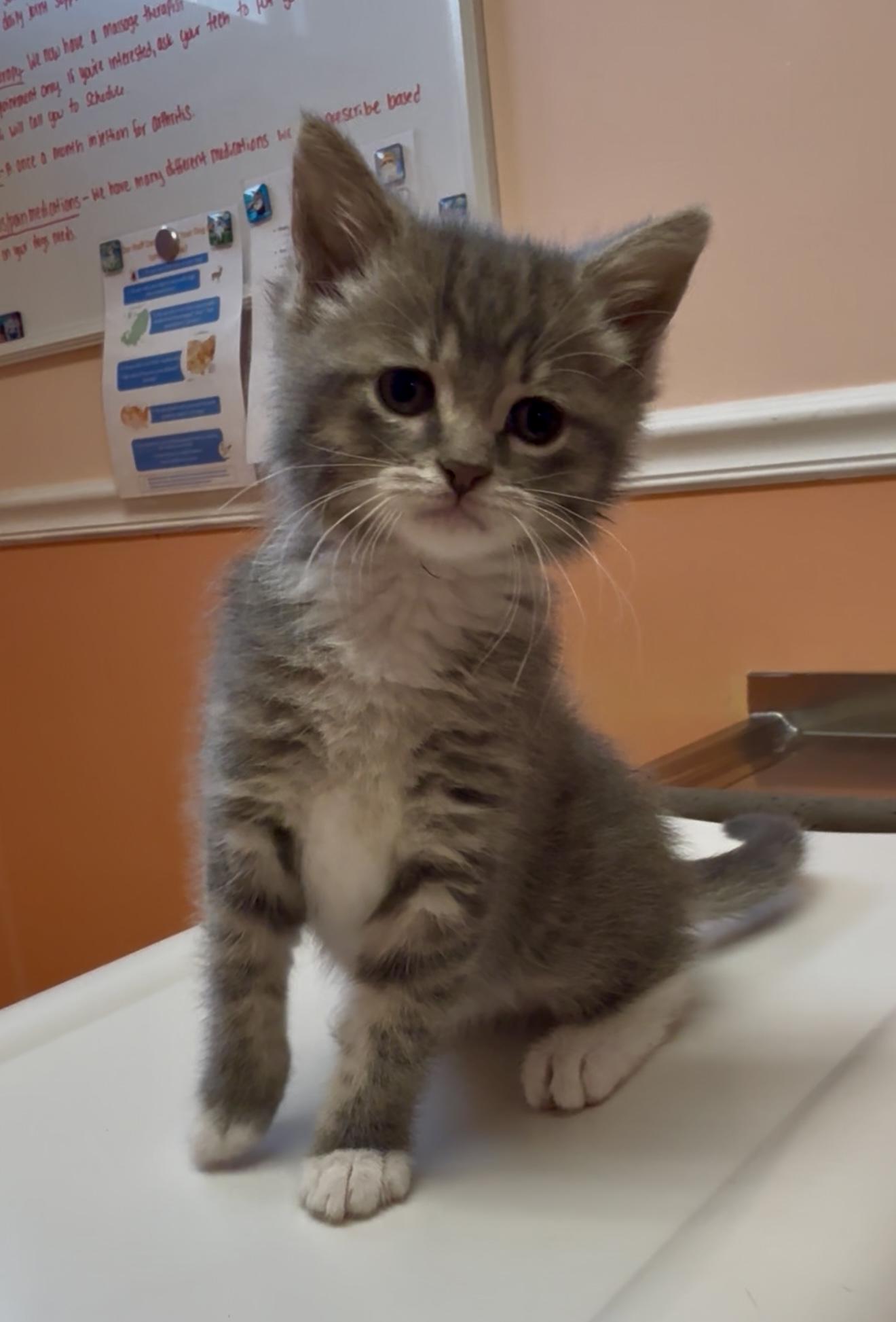 Percy, ADOPTABLE, Kitten Male Domestic Short Hair.