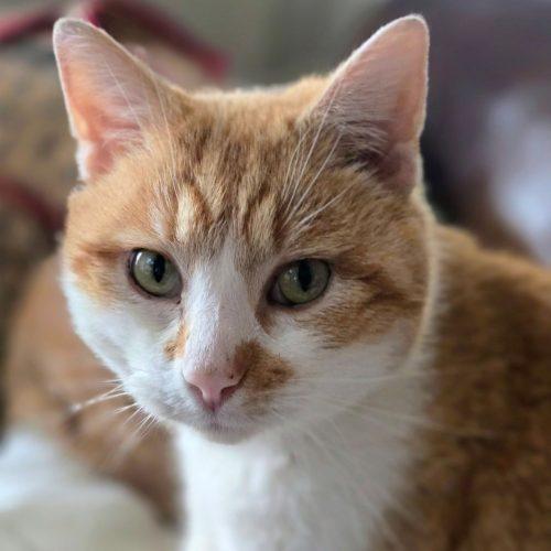 Sam 5726 C, Adoptable, Senior Male Domestic Short Hair.