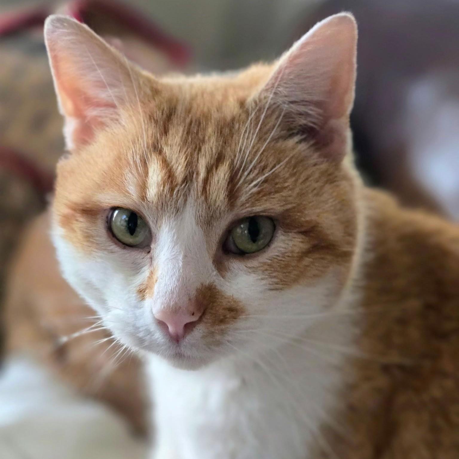 Enlarge Sam 5726 C, a Adoptable Domestic Short Hair in Frankfort, KY image 2/3