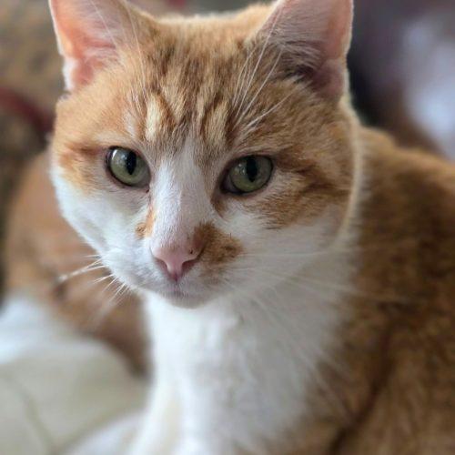 Enlarge Sam 5726 C, a Adoptable Domestic Short Hair in Frankfort, KY image 3/3