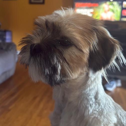 Enlarge Spicn, a Adoptable Shih Tzu in Scarborough, ON image 4/6