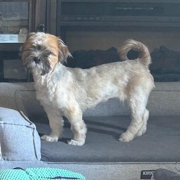 Enlarge Spicn, a Adoptable Shih Tzu in Scarborough, ON image 5/6