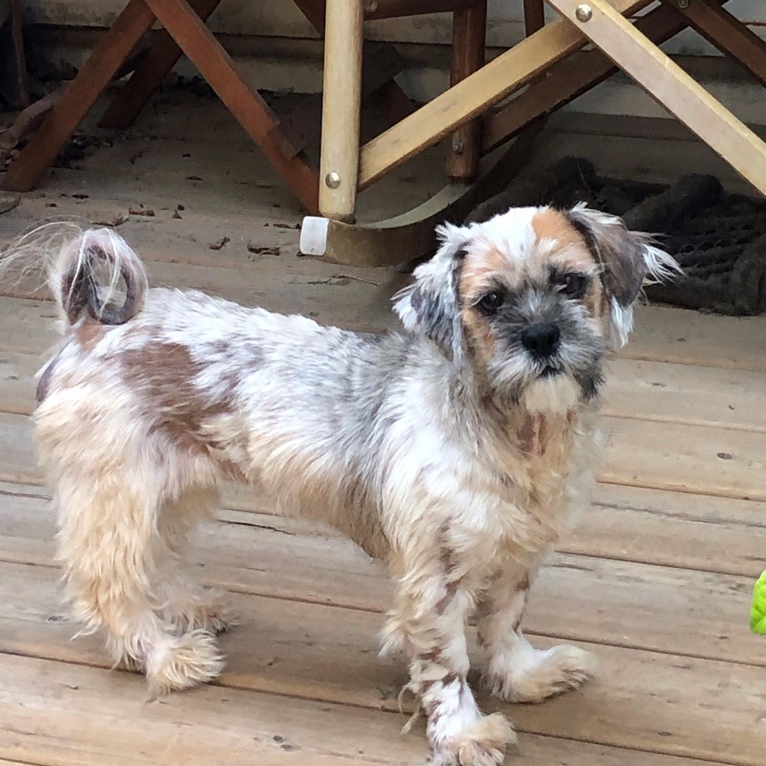 Spicn, ADOPTABLE, Young Female Shih Tzu.
