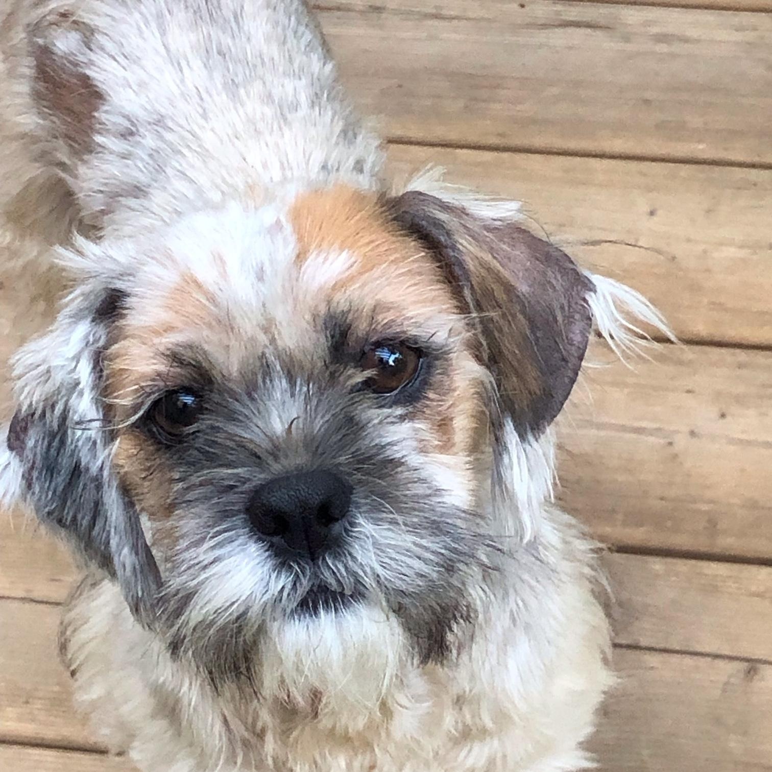 Spicn, a ADOPTABLE Shih Tzu in Scarborough, ON image 4/6