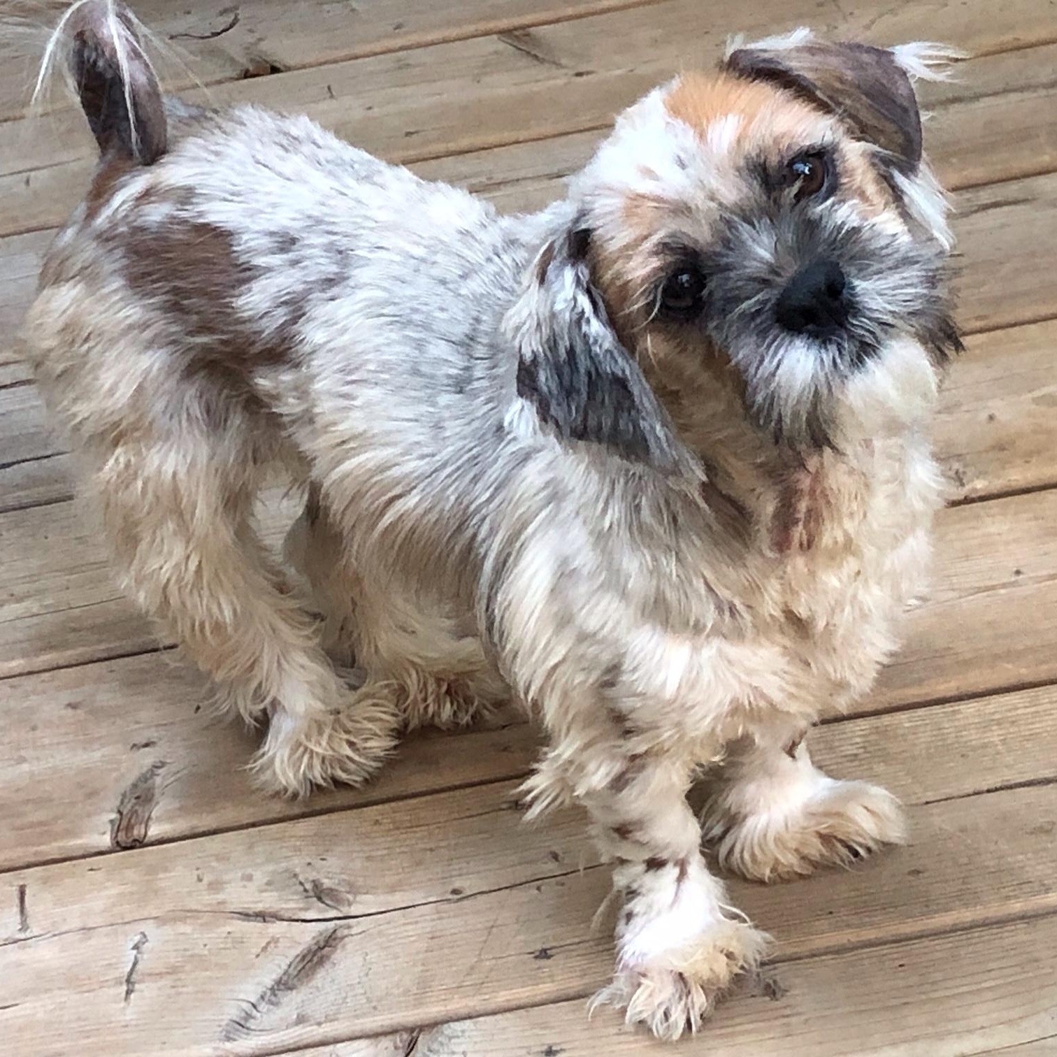 Spicn, a ADOPTABLE Shih Tzu in Scarborough, ON image 3/6