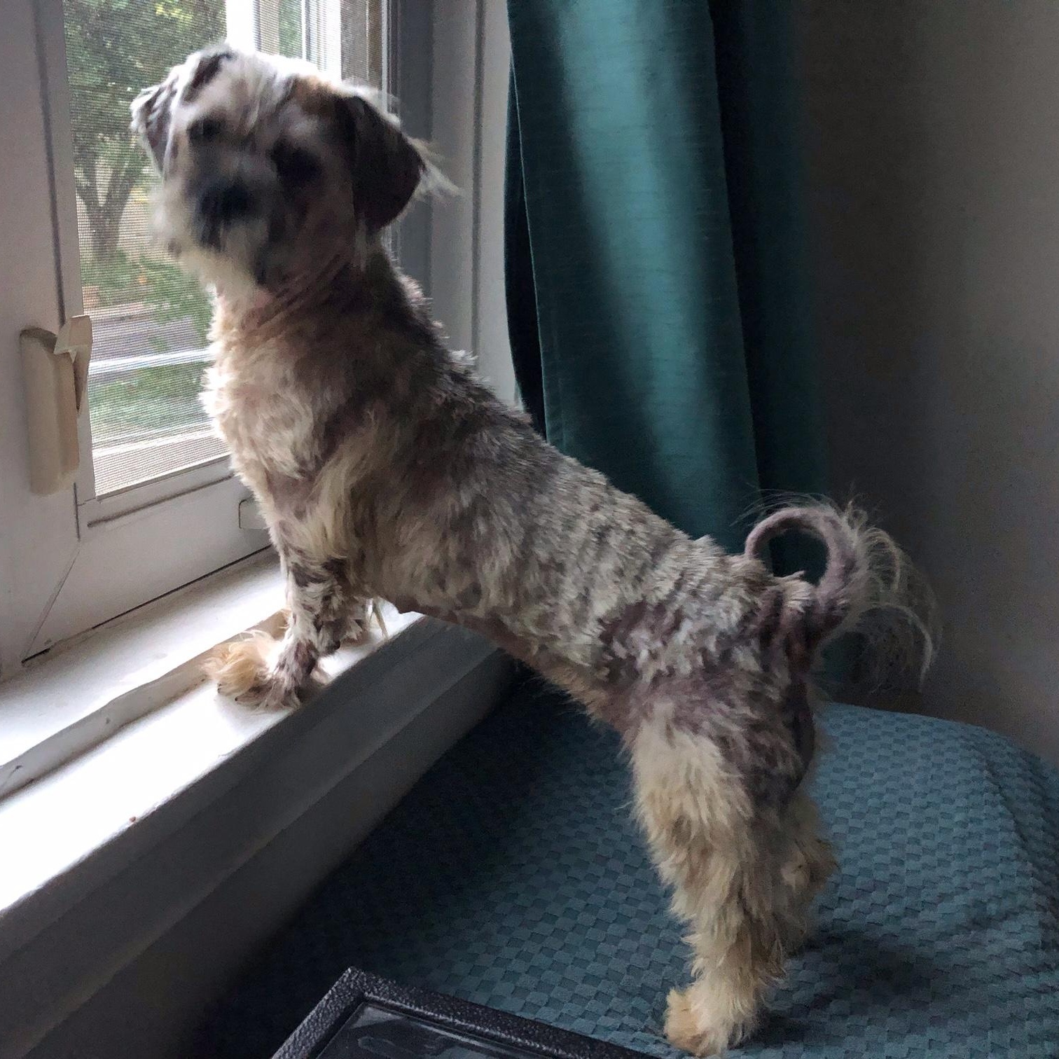 Spicn, a ADOPTABLE Shih Tzu in Scarborough, ON image 5/6
