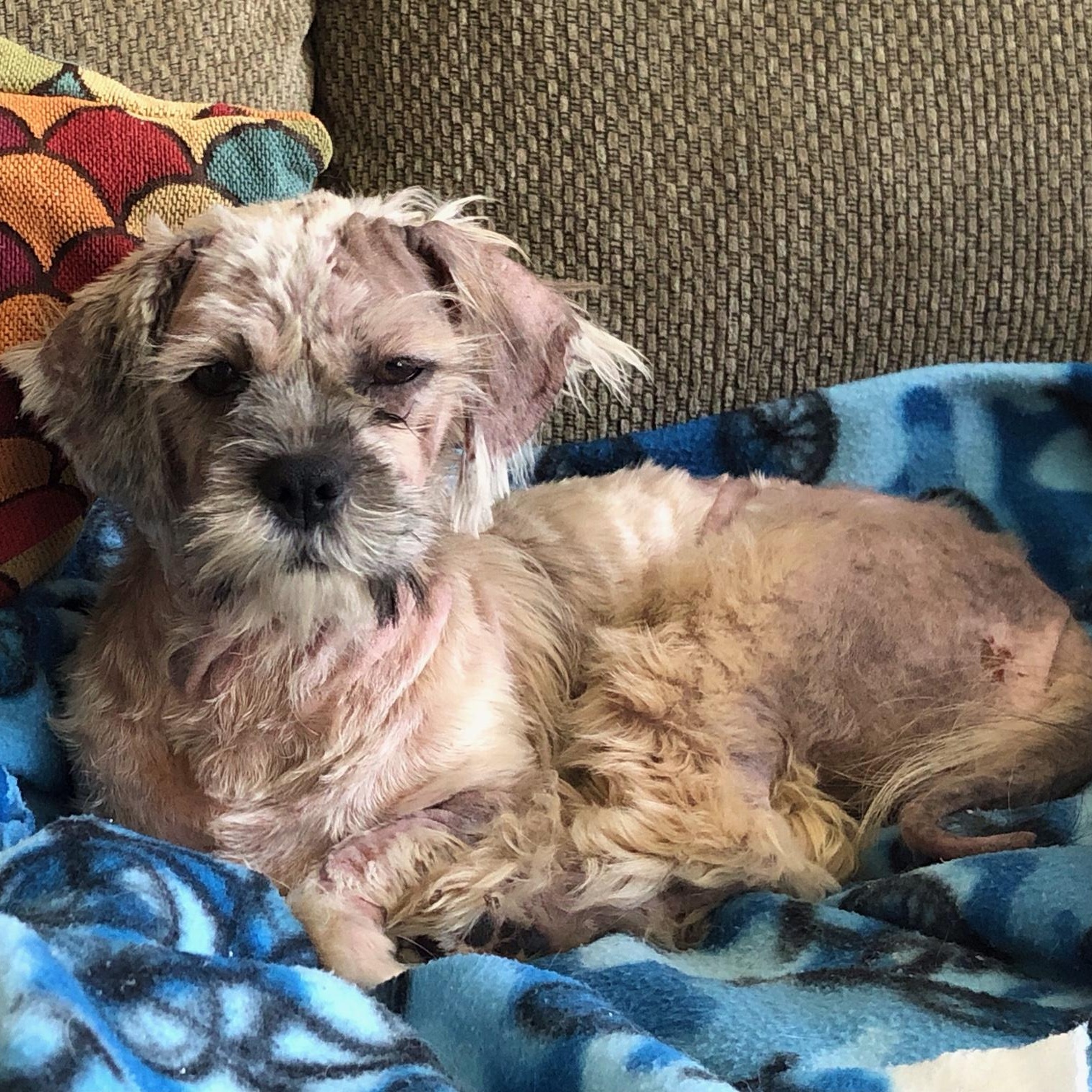 Spicn, a ADOPTABLE Shih Tzu in Scarborough, ON image 2/6