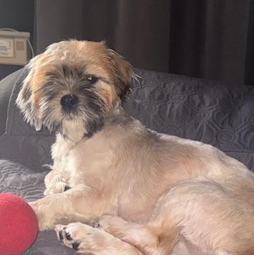 Enlarge Spicn, a Adoptable Shih Tzu in Scarborough, ON image 2/6