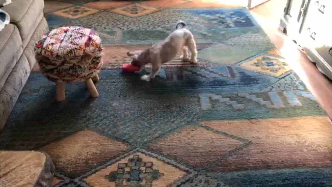 Enlarge Spicn, a ADOPTABLE Shih Tzu in Scarborough, ON video 6/6