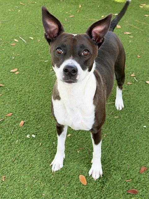 Enlarge GIDGET, a Adoptable Terrier in Fort Myers, FL image 1/1