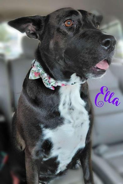 Enlarge Ella, a Adoptable mixed breed in Portland, OR image 3/6