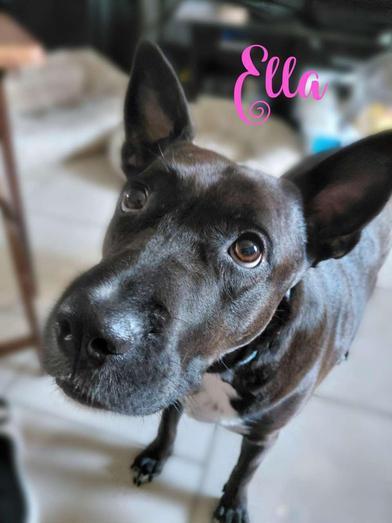 Enlarge Ella, a Adoptable mixed breed in Portland, OR image 1/6