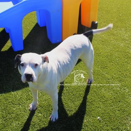 Enlarge CALLI, a Adoptable mixed breed in Kenansville, NC image 1/3