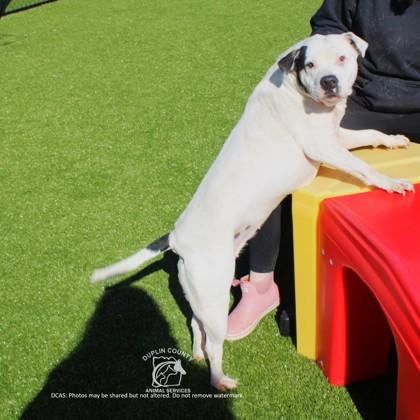 Enlarge CALLI, a Adoptable mixed breed in Kenansville, NC image 2/3