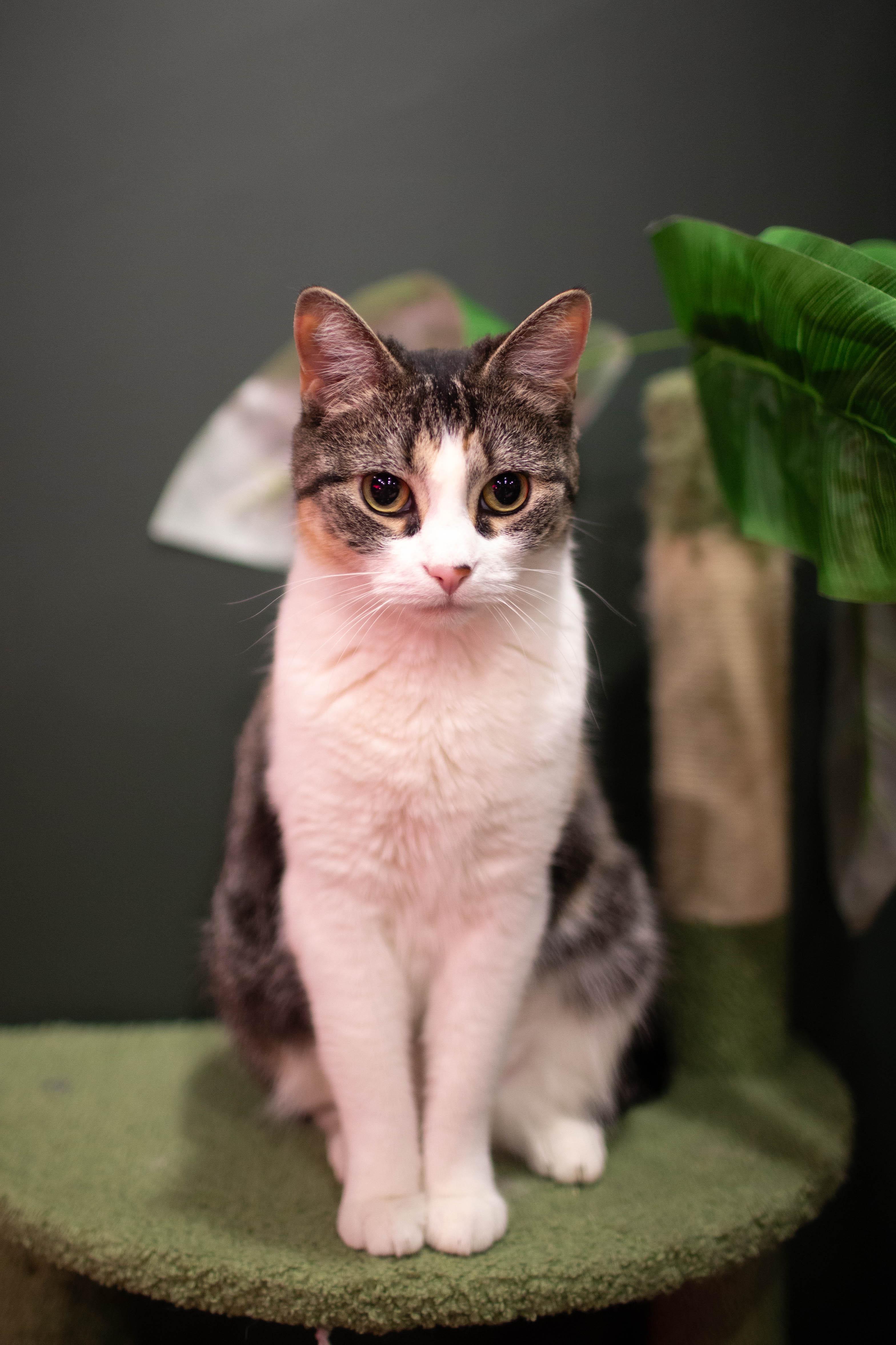 Enlarge Jamila, a ADOPTABLE Domestic Short Hair in Kennebunk , ME image 3/5
