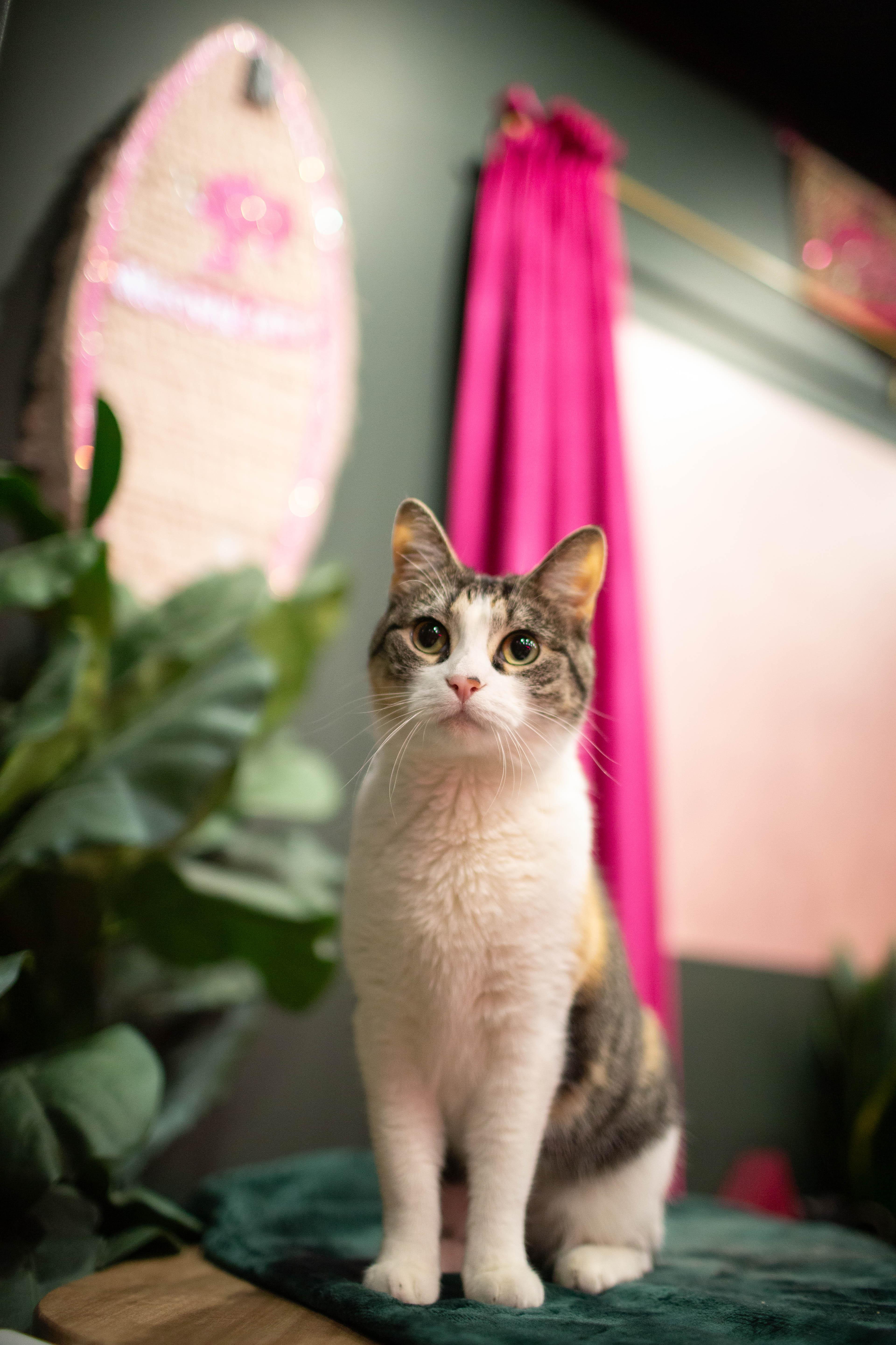 Enlarge Jamila, a ADOPTABLE Domestic Short Hair in Kennebunk , ME image 5/5