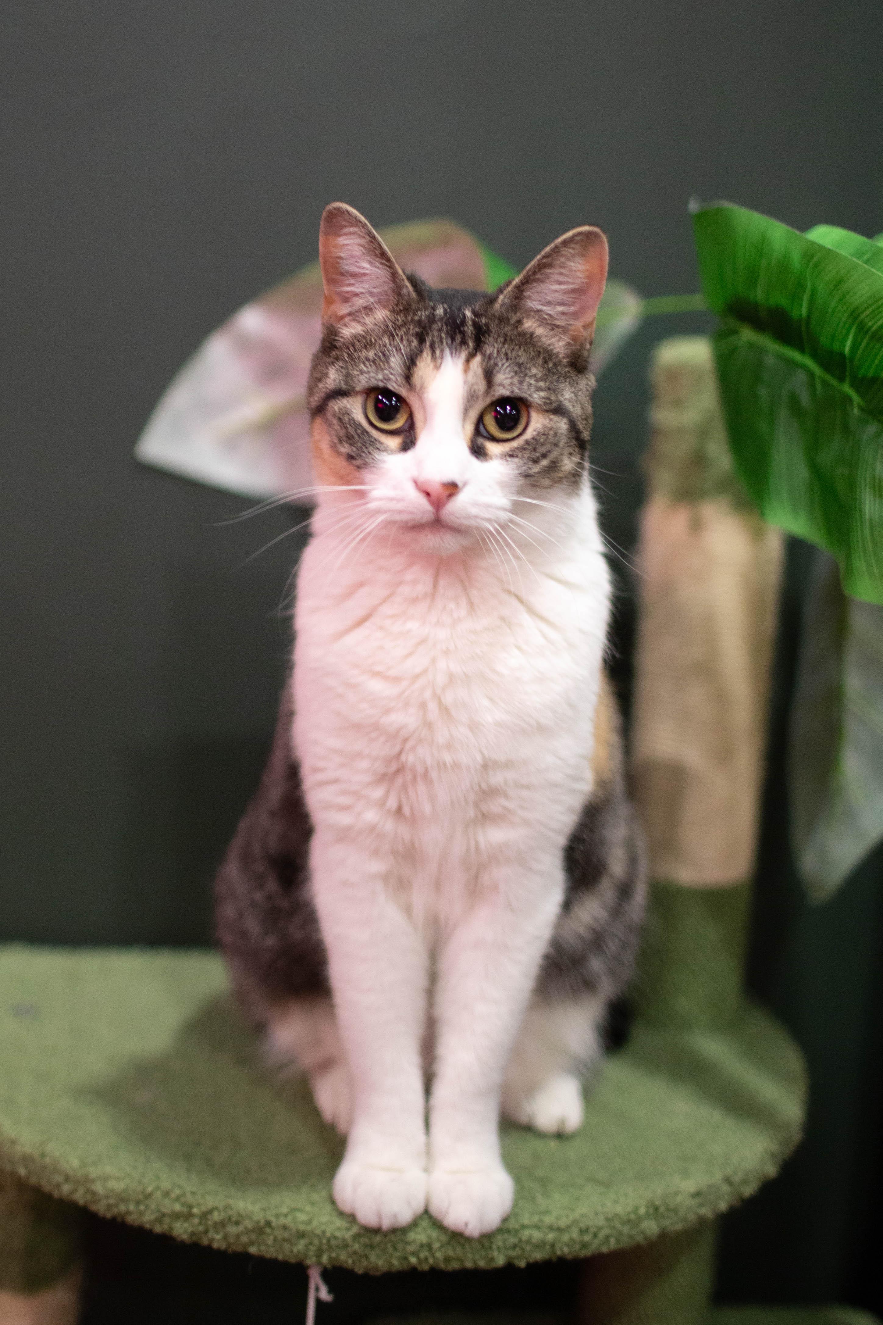 Enlarge Jamila, a ADOPTABLE Domestic Short Hair in Kennebunk , ME image 2/5