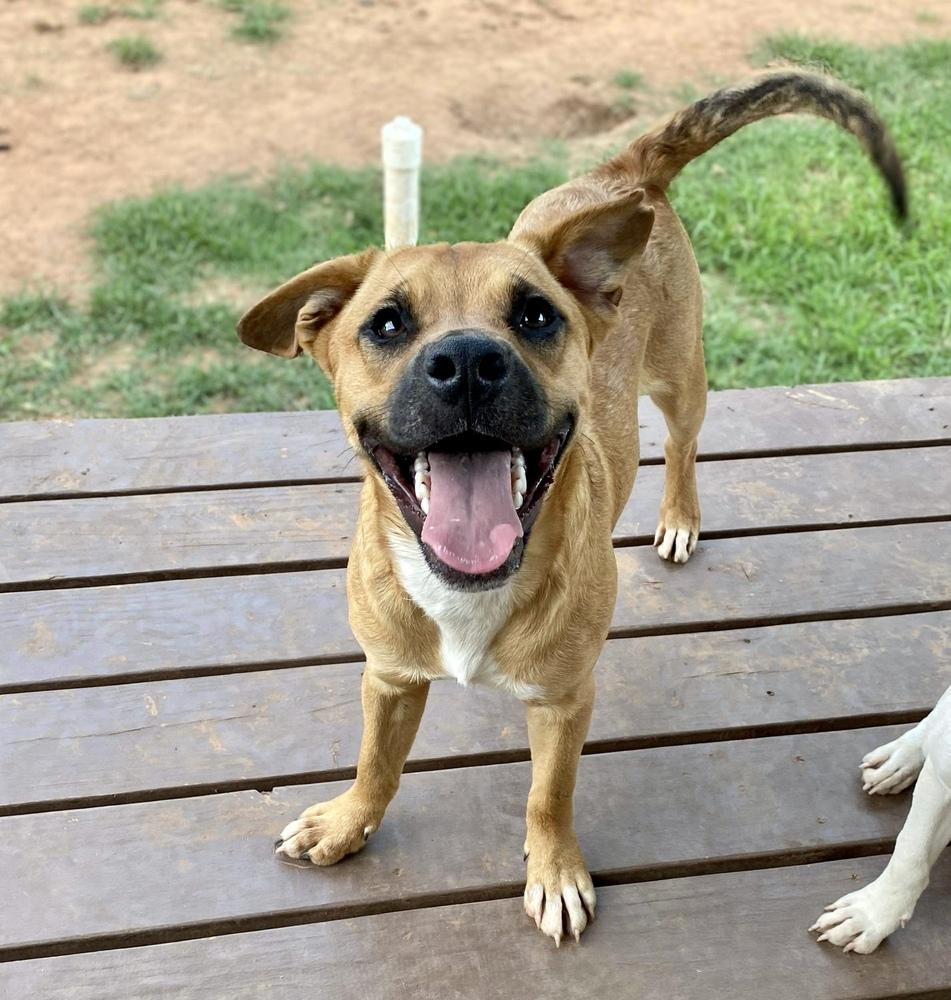 Tucker, Adoptable, Young Male Boxer.