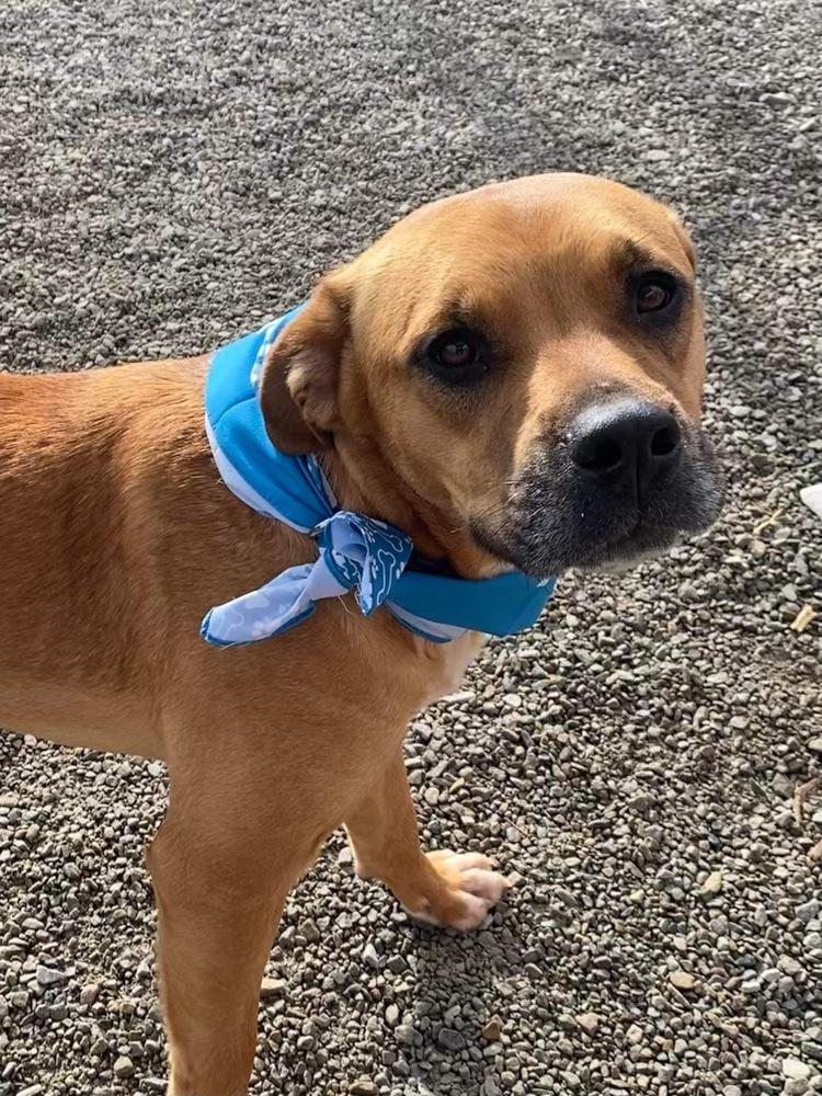 Tucker, a Adoptable mixed breed in Shawnee, OK image 2/6