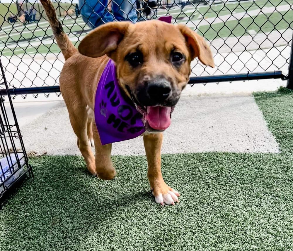 Tucker, a Adoptable mixed breed in Shawnee, OK image 3/6