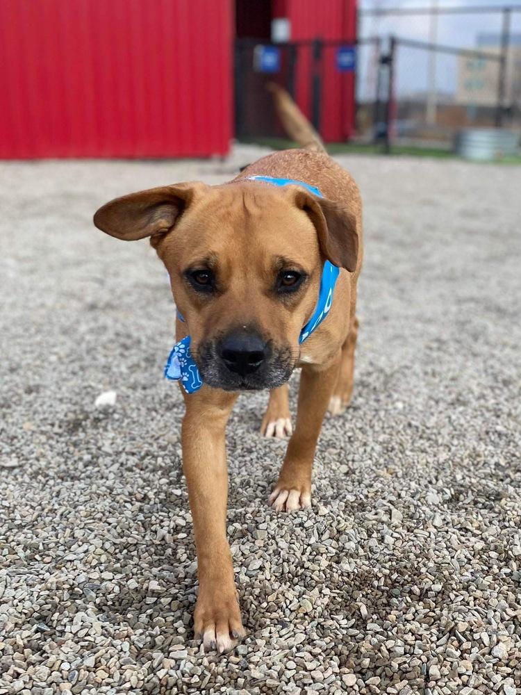 Tucker, a Adoptable mixed breed in Shawnee, OK image 4/6