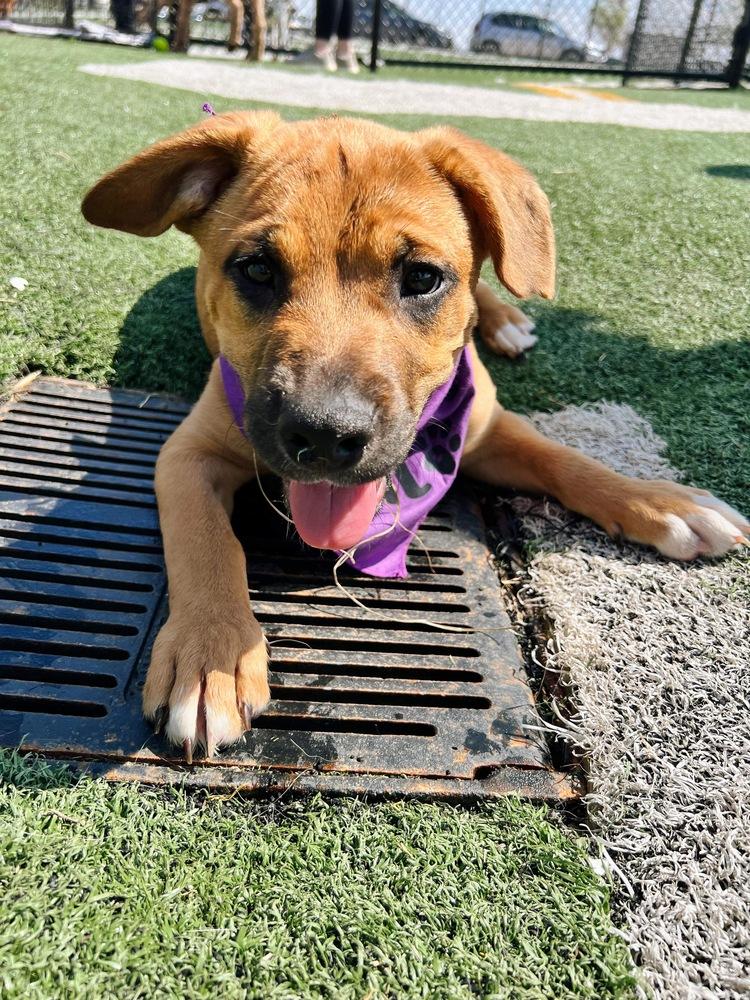 Tucker, a Adoptable mixed breed in Shawnee, OK image 5/6