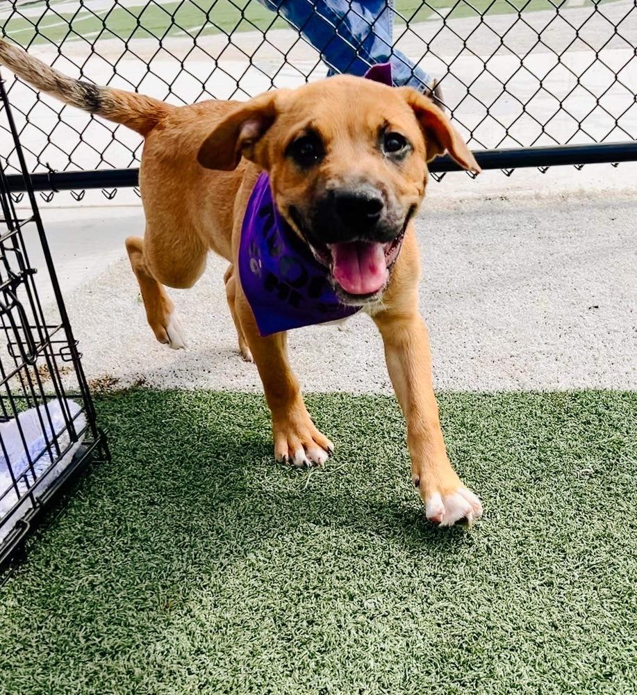 Tucker, a Adoptable mixed breed in Shawnee, OK image 6/6