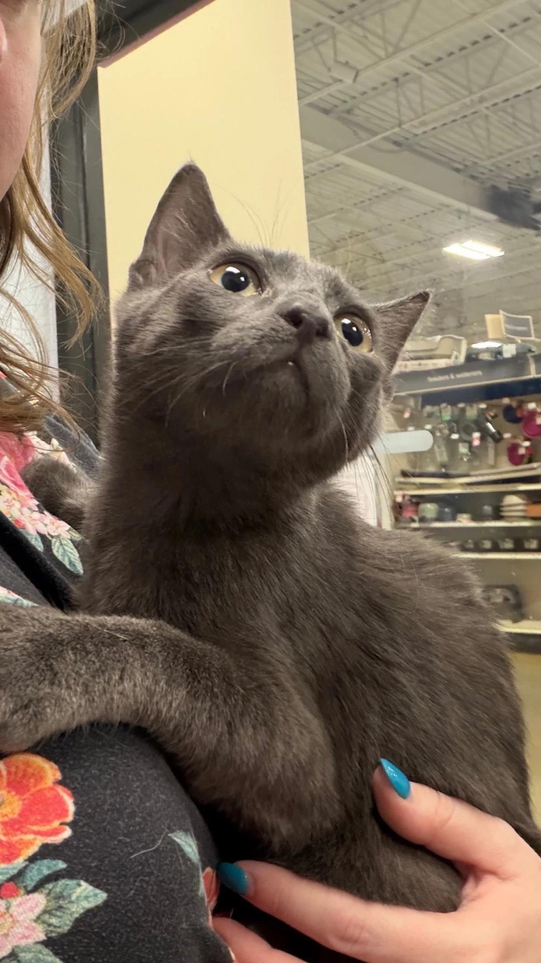 S'Mores, Adoptable, Young Male Domestic Short Hair.