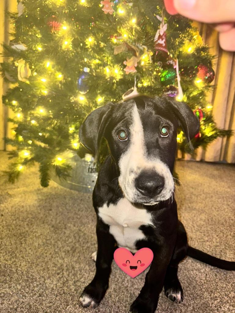 Cholo, Adoptable, Puppy Male Mixed Breed.