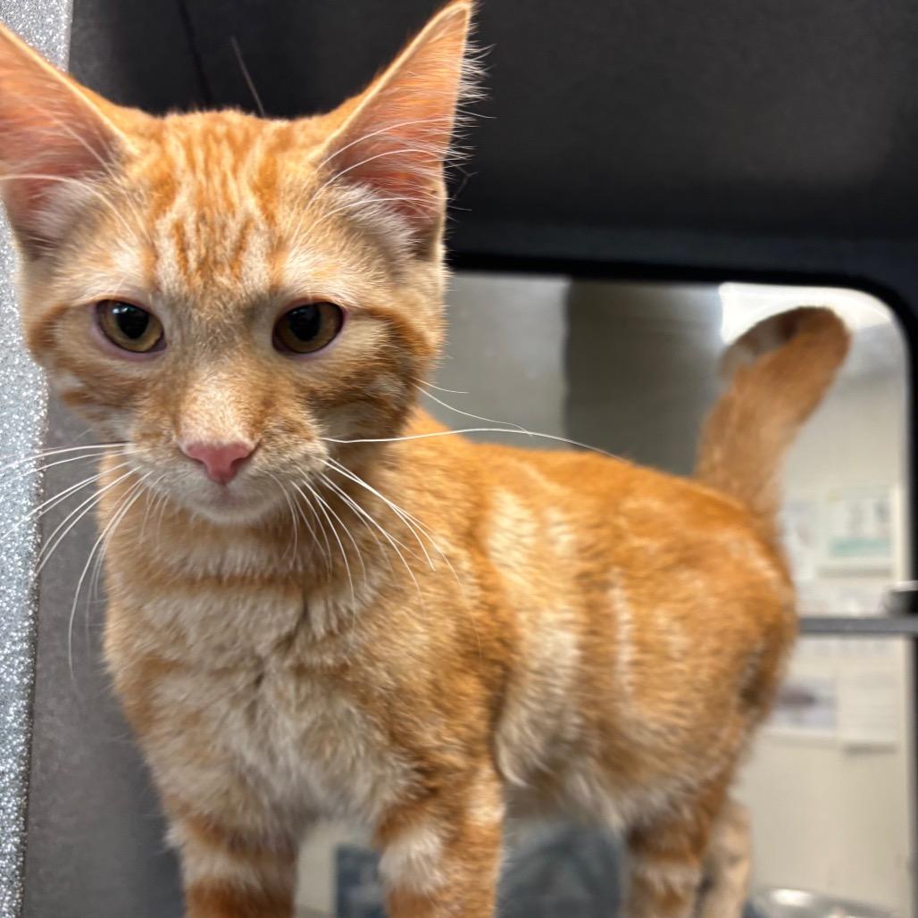 Jinu, Adoptable, Kitten Male Domestic Short Hair.