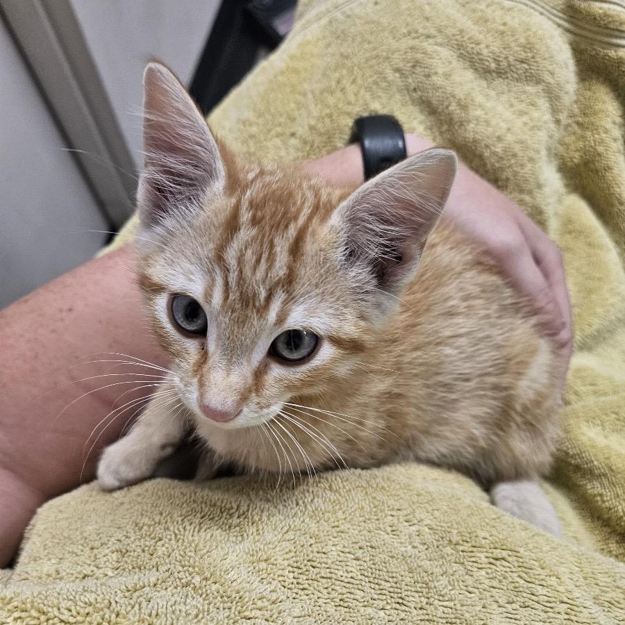 Jinu, Adoptable, Kitten Male Domestic Short Hair.