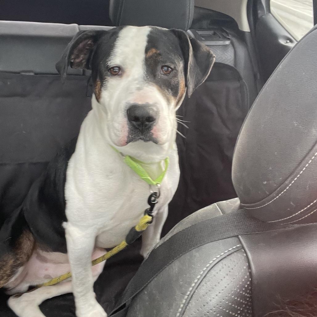 Enlarge Bowser, a Adoptable mixed breed in Pittsford, VT image 1/1