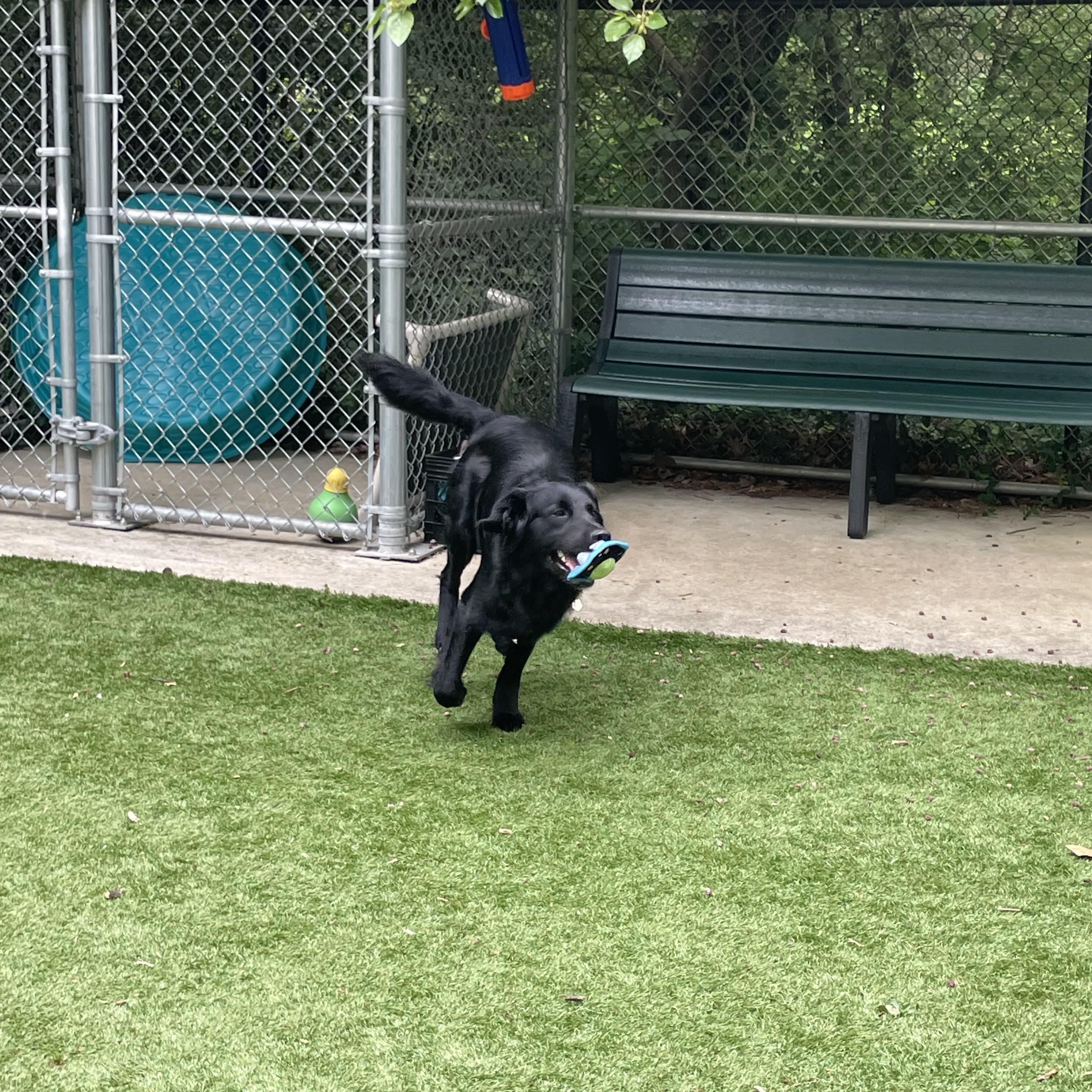 Moose, a ADOPTABLE mixed breed in Greenbelt, MD image 3/3