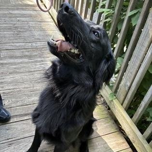 Moose, a ADOPTABLE mixed breed in Greenbelt, MD image 1/3