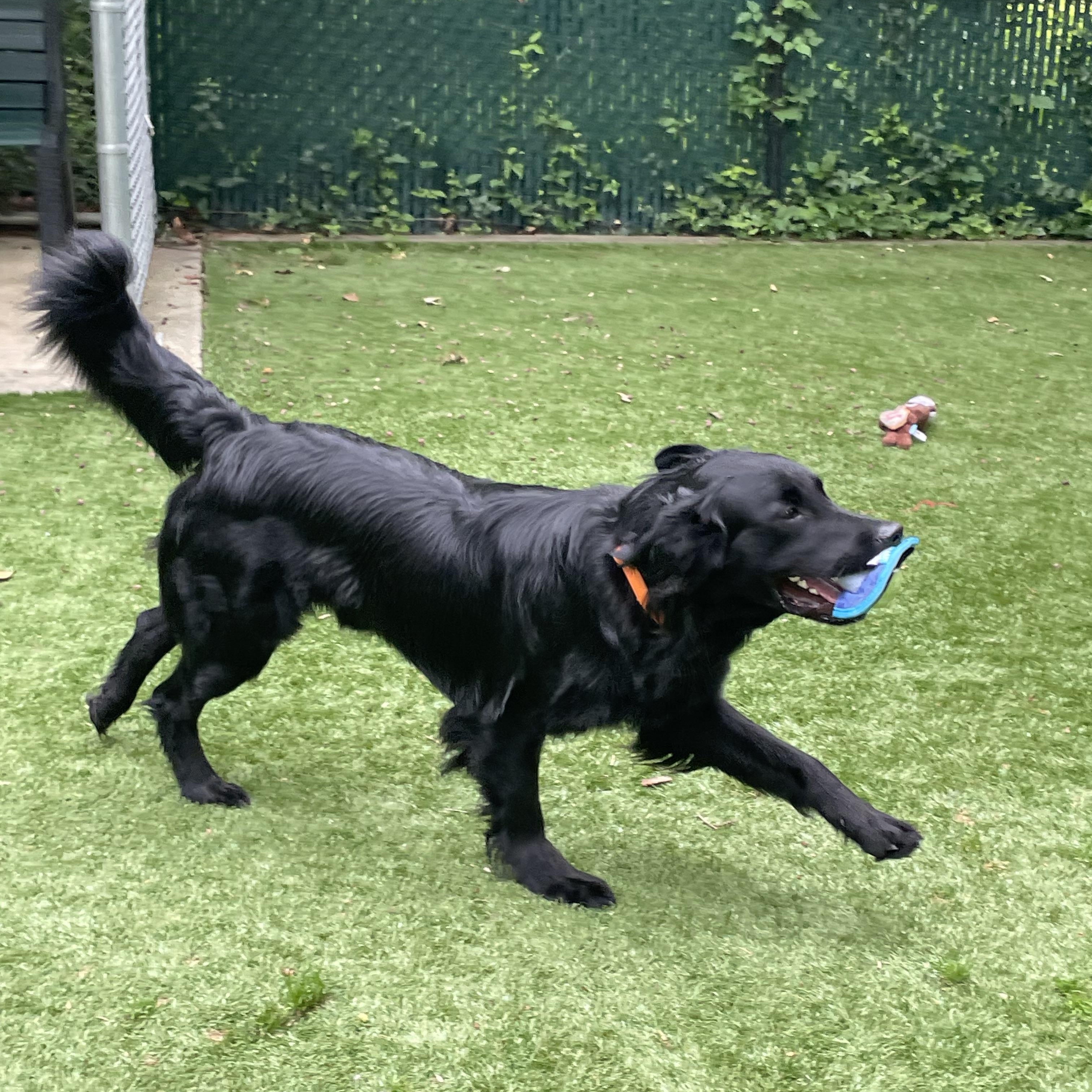 Moose, a ADOPTABLE mixed breed in Greenbelt, MD image 2/3